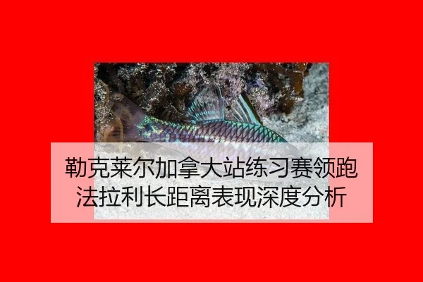 lei-ke-lai-er-jia-na-da-zhan-lian-xi-sai-ling-pao-fa-la-li-zhang-ju-li-biao-xian-shen-du-fen-xi-2-508.jpg